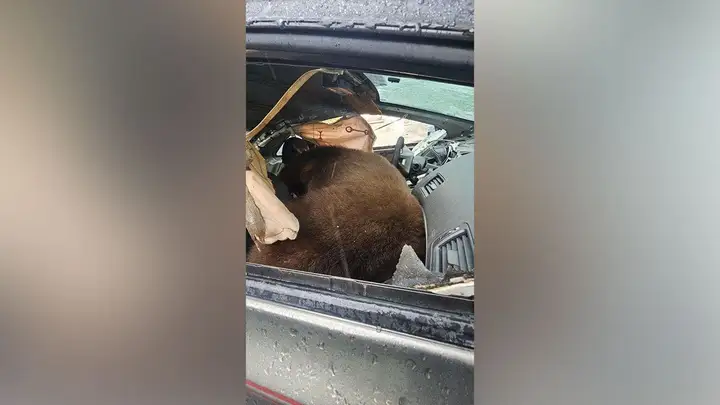 Photograph accompanying: A black bear in Colorado has died after being stuck inside an unlocked car for several days.
